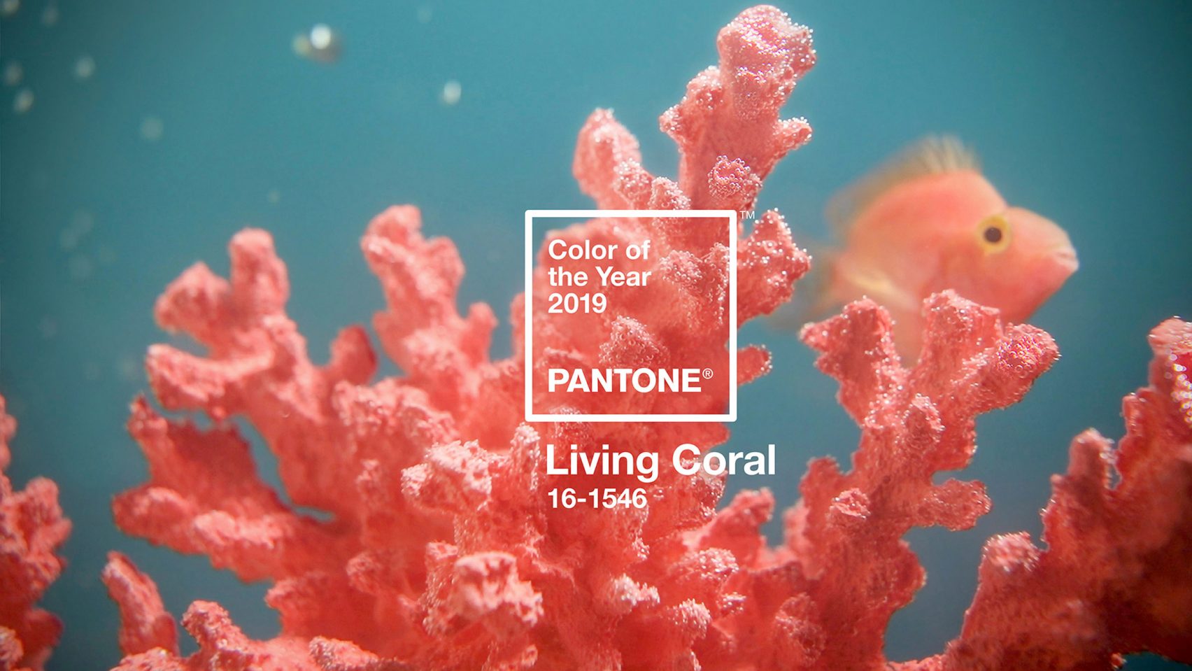 pantone-colour-of-year-2019-living-coral-mindy-weiss